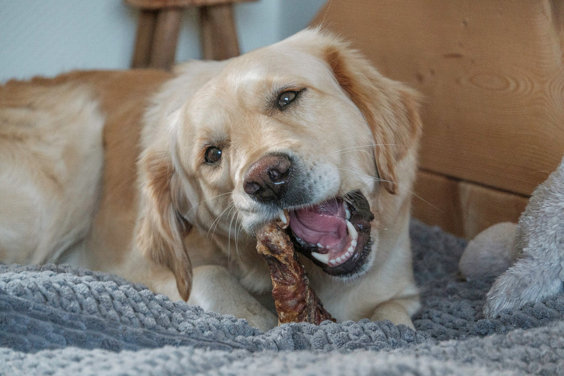 Gezonde tanden beginnen bij de juiste hondensnack - KwispelKado
