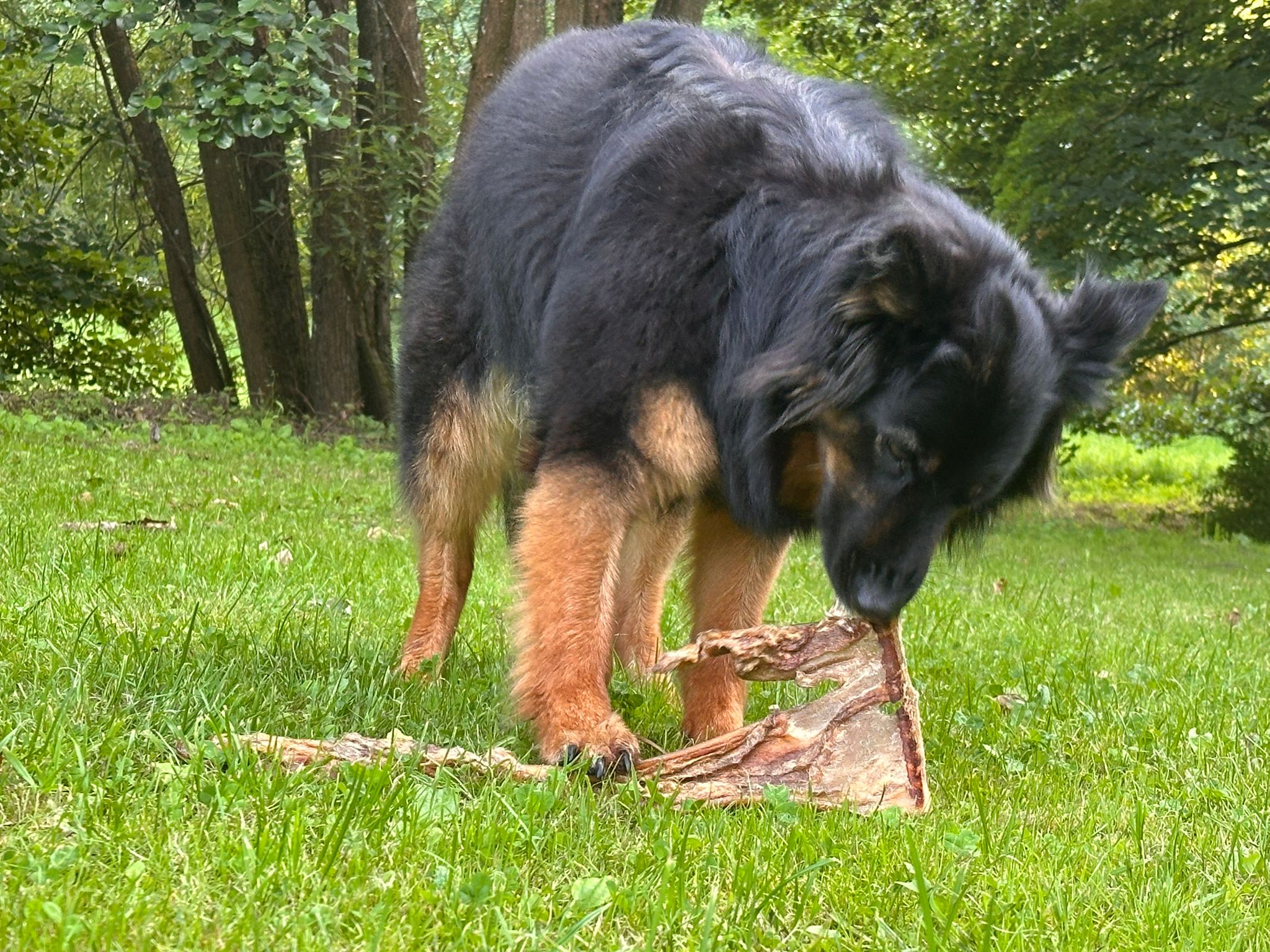 Hondensnacks zonder toevoegingen: zo herken je écht pure snacks (en waar je op let) - KwispelKado - KVK 83722661 - BTW NL003862988B18 - info@kwispelkado.nl - 06 39370480