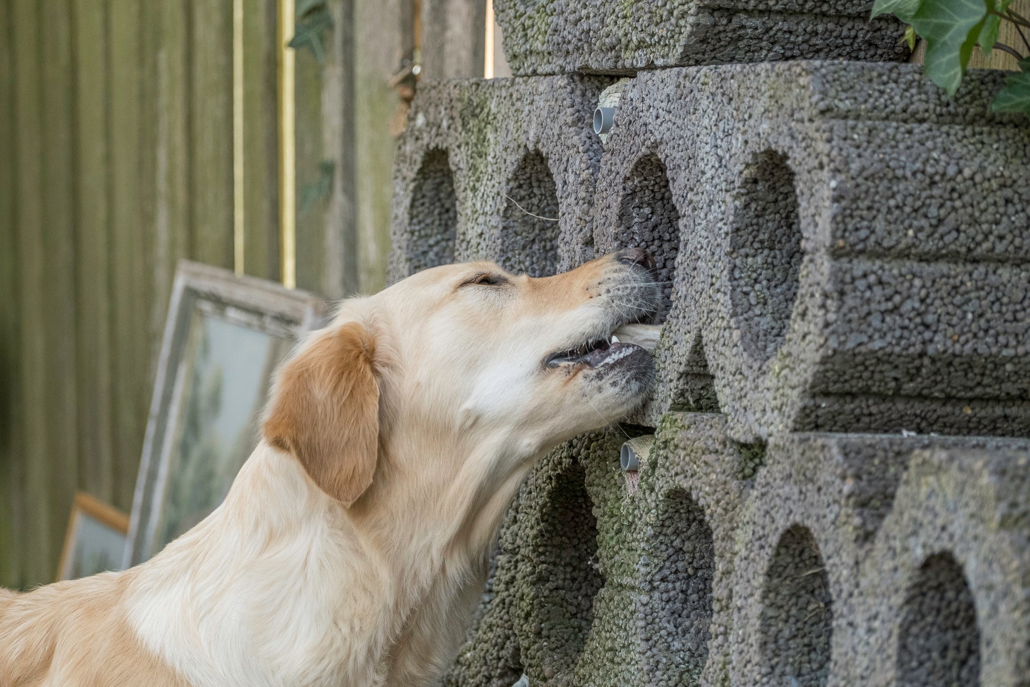 Snuffelen en zoekwerk: hoe snacks je hond mentaal uitdagen - KwispelKado