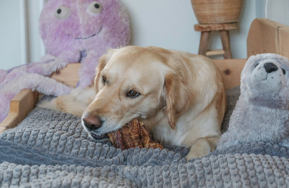 Sterke kauwbehoefte bij je hond? Dit zegt het (en zo help je met natuurlijke kauwsnacks) - KwispelKado