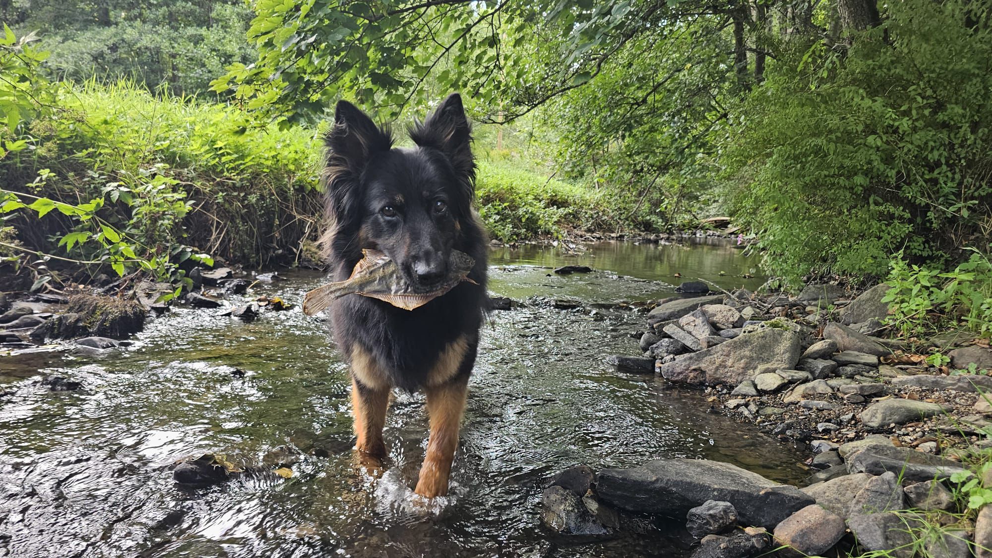 Waarom natuurlijke hondensnacks de beste keuze zijn voor jouw viervoeter - KwispelKado